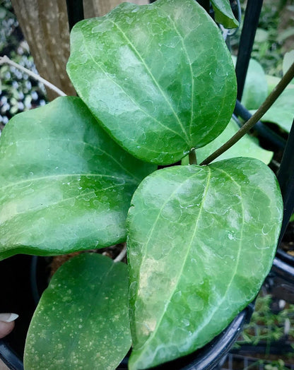 Hoya pentaphlebia IML 0391 H249