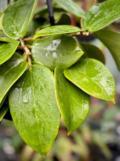 Hoya verticillata (Chiang Mai) H23