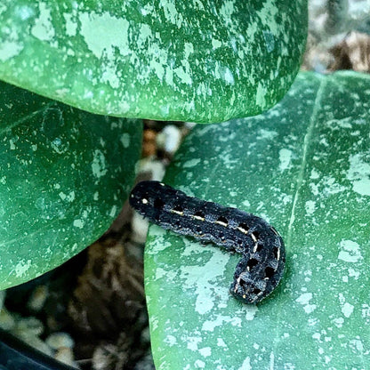 Hoya wibergiae IML 1618 H91