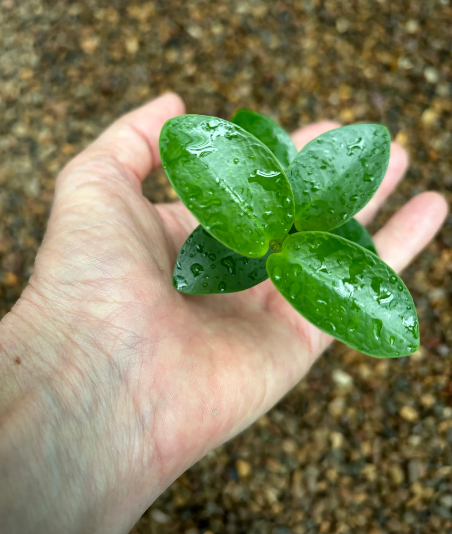 Hoya cumingiana H29