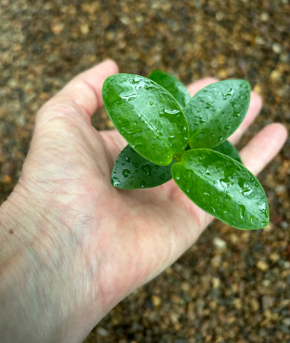 Hoya cumingiana H29