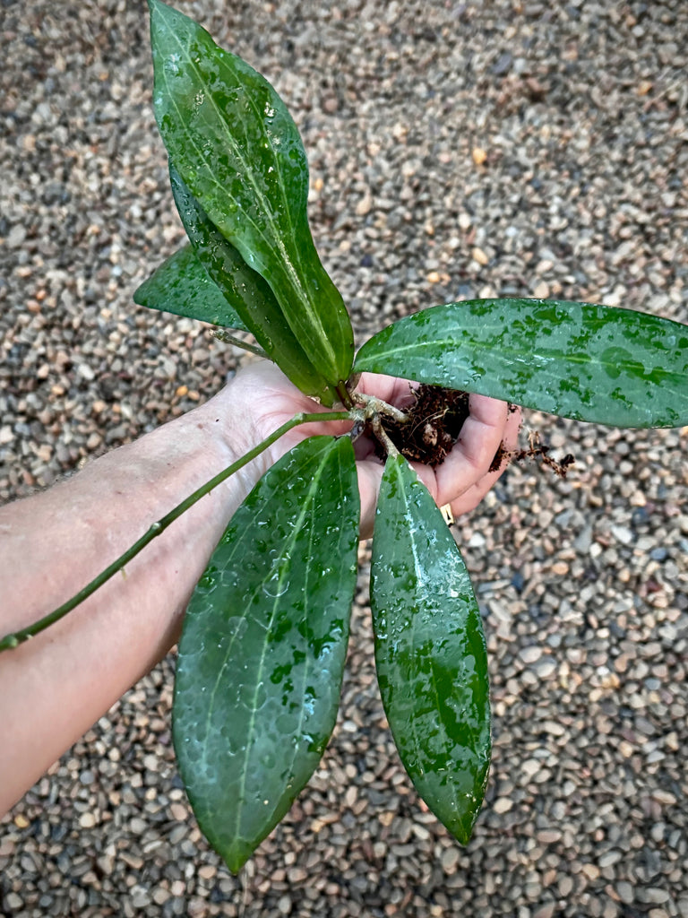 Hoya siariae (peach) H413