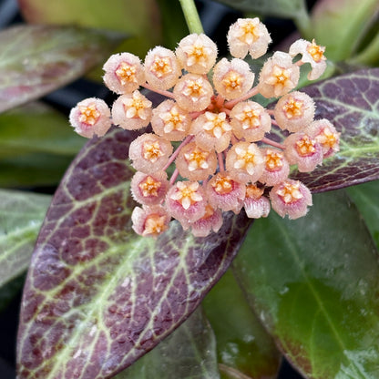 Hoya 'Sunrise' H178