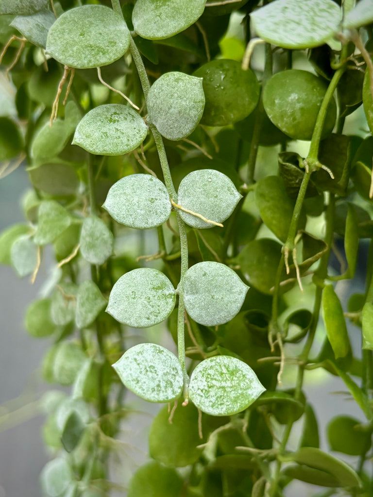 Dischidia nummularia - thin leaf D19