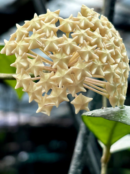 Hoya erythrostemma (white) IML 1428 H230