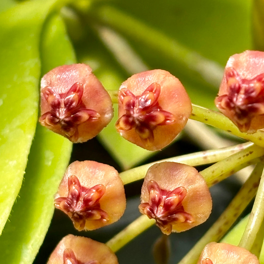 Hoya litoralis H31