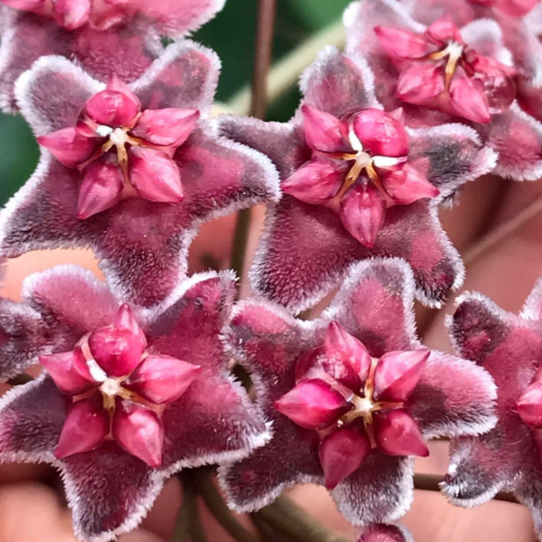 Hoya sp. Ban Ngong Ngoy IML 1514 H170