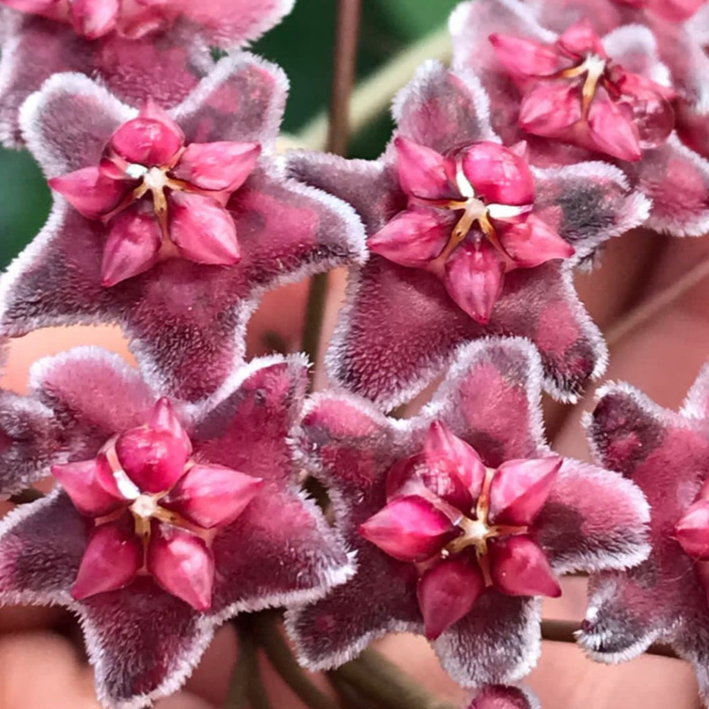 Hoya sp. Ban Ngong Ngoy IML 1514 H170