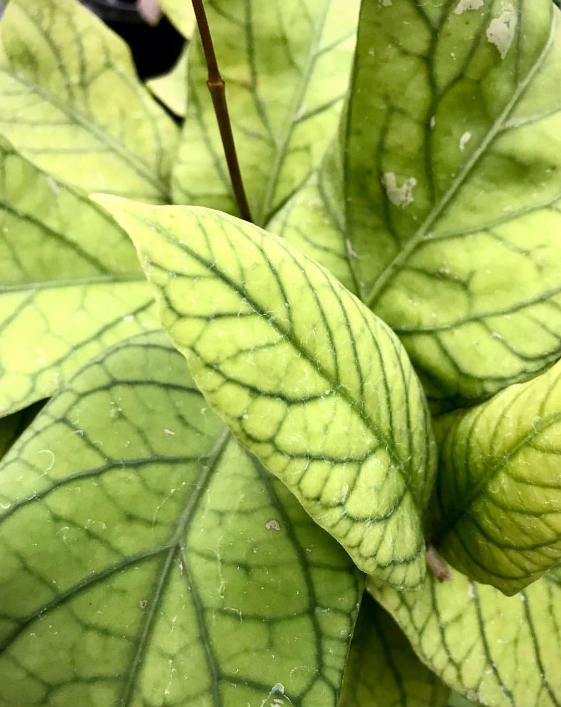 Hoya meredithii H174