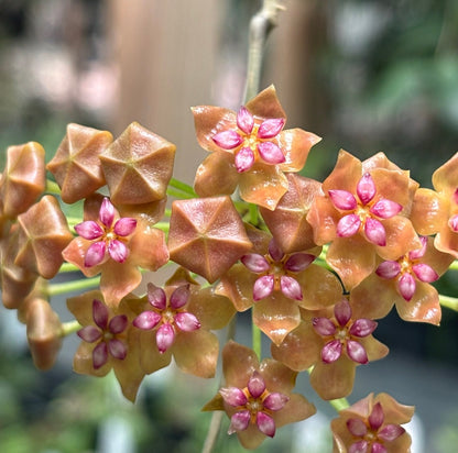 Hoya palawanica IML 1605 H254