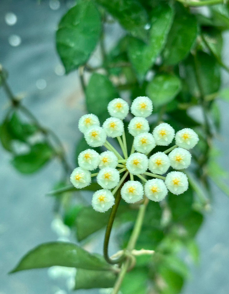 Hoya lacunosa - thick leaf H303