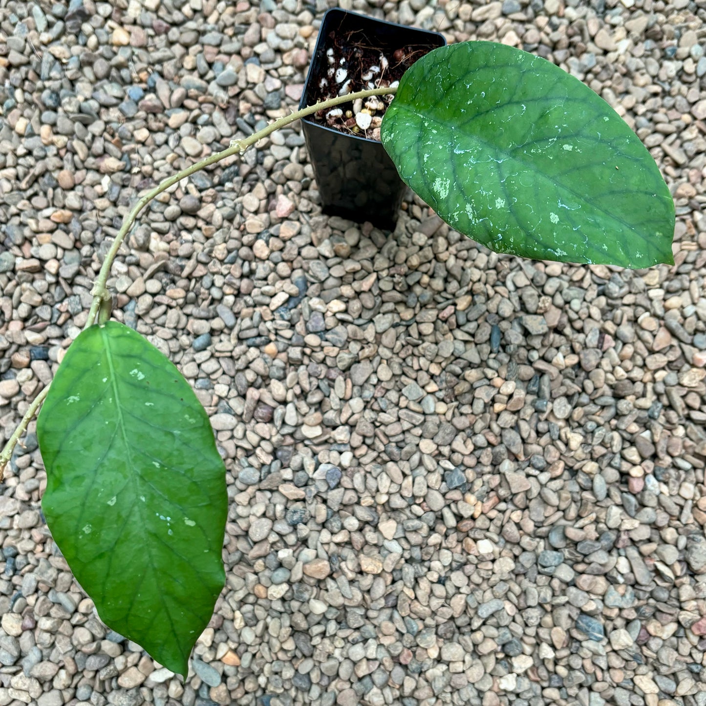 Hoya meredithii Borneo IML 0358 H339