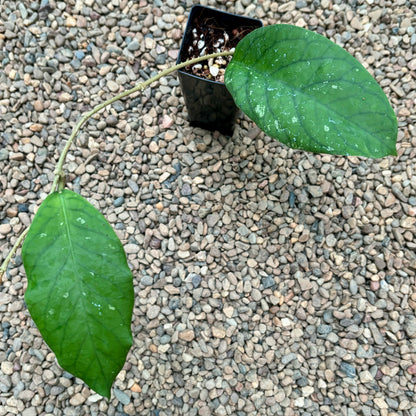 Hoya meredithii Borneo IML 0358 H339
