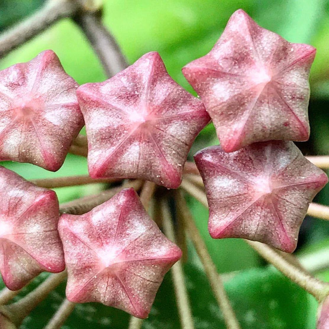 Hoya pubicalyx ‘Red Buttons’ IML 0268 H323