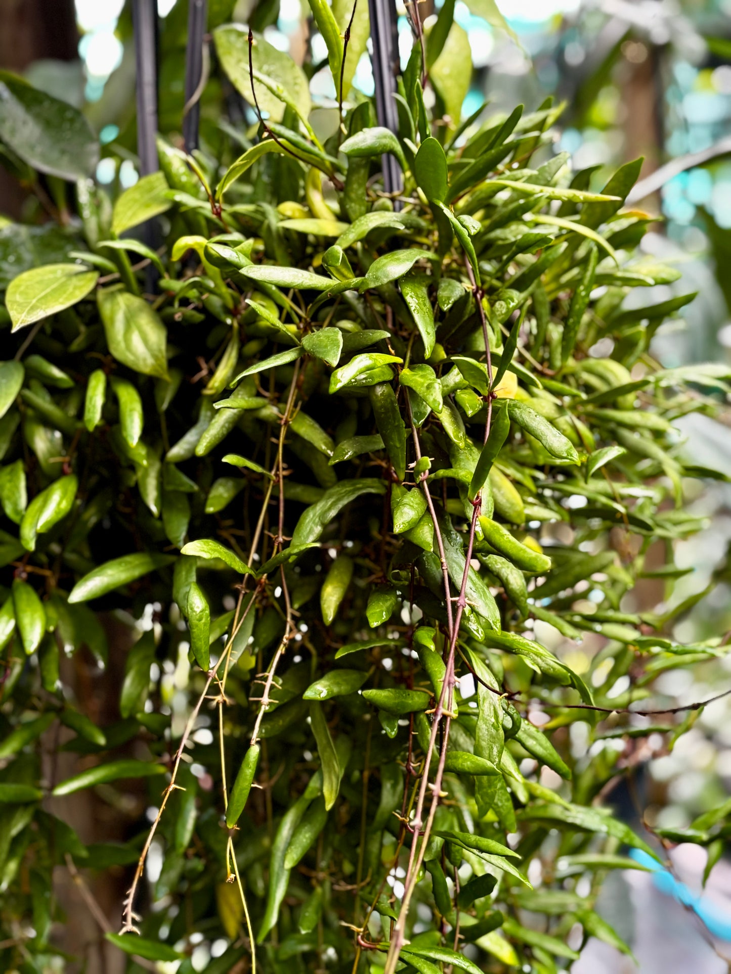 Hoya loheri H146