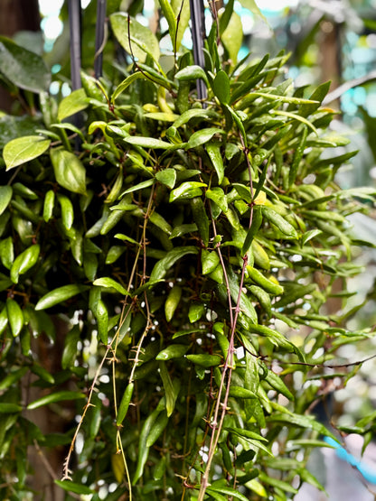 Hoya loheri H146