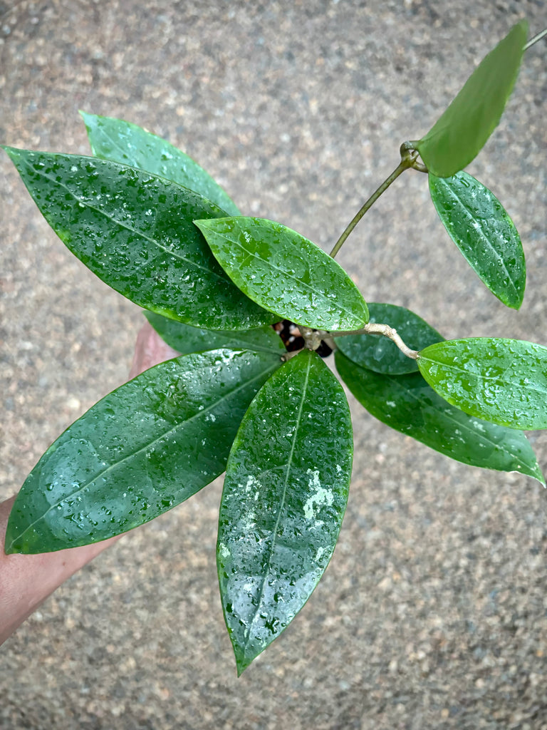 Hoya sp. Bintulu IML 1646 H304