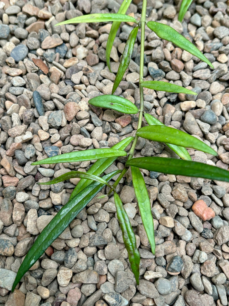 Hoya pauciflora H11