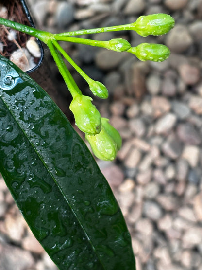 Hoya irisiae green H472