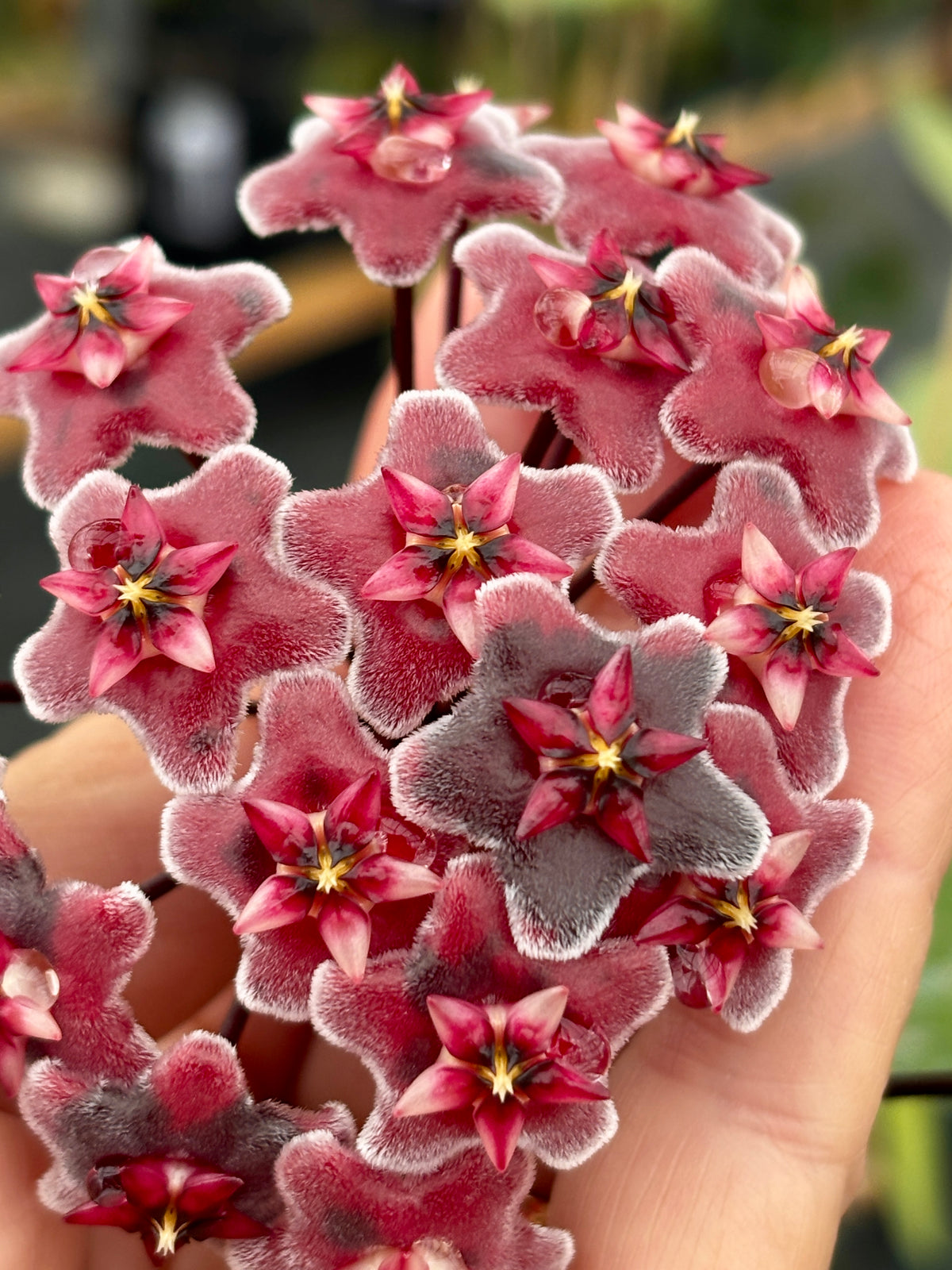 Hoya pubicalyx 'Chinese Black' H407
