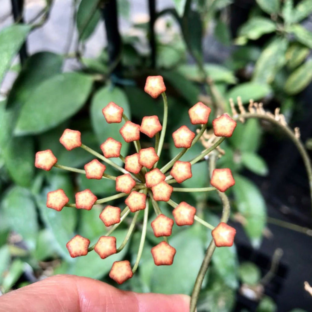 Hoya micrantha India IML 0100 H338