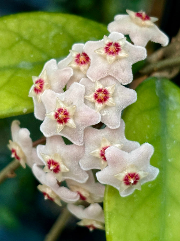 Hoya crassifolia China IML 0142 H228