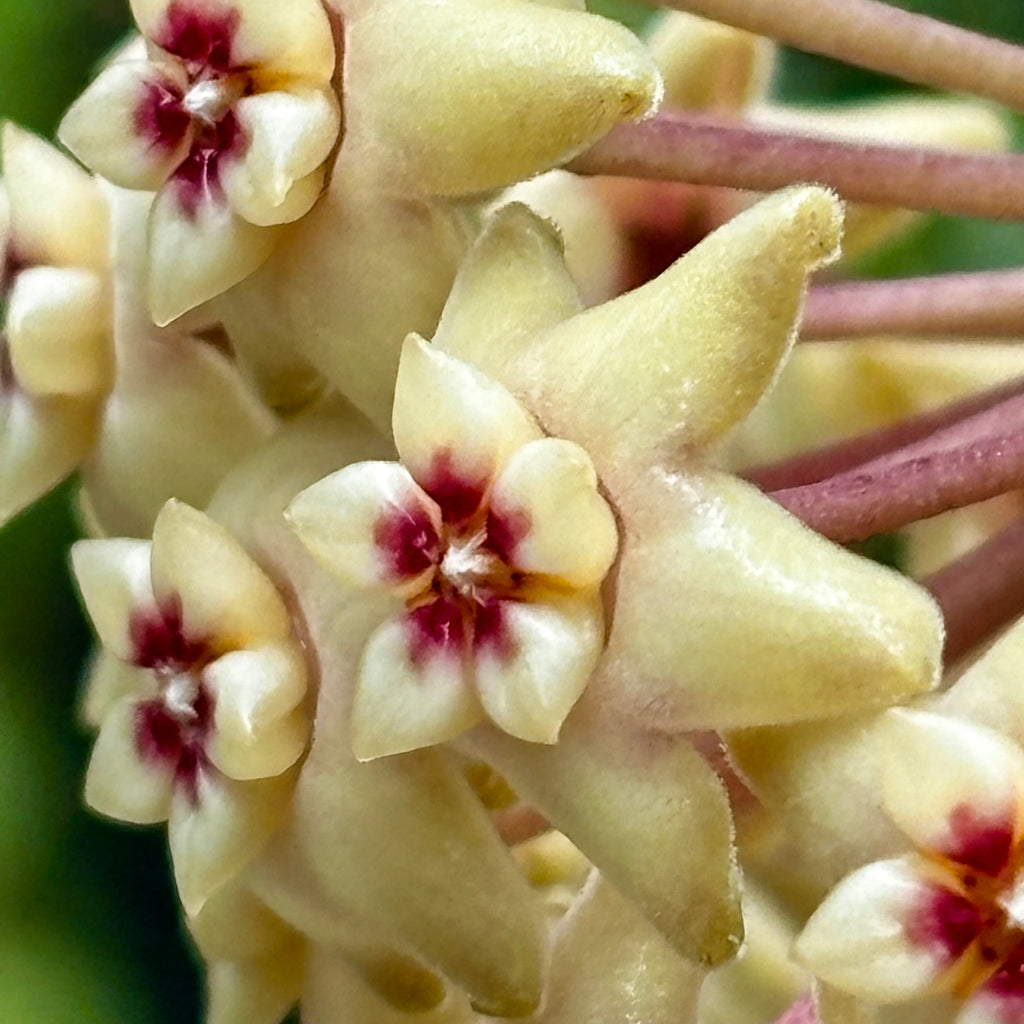 Hoya limoniaca IML 0092 H253