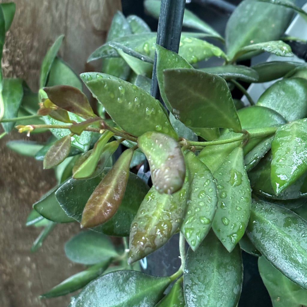 Hoya sp. Philippines CB94 IML 0062 H283