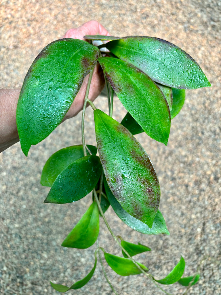 Hoya mindorensis ssp. Superba  IML 0768 H169