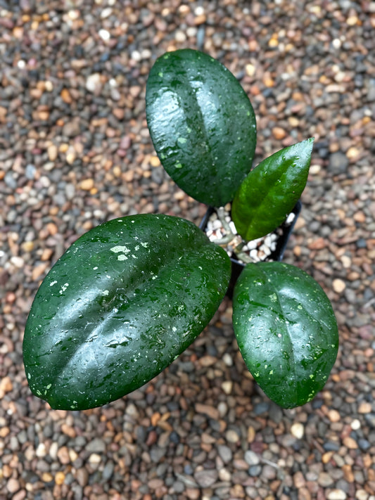 Hoya 'Joy' H470