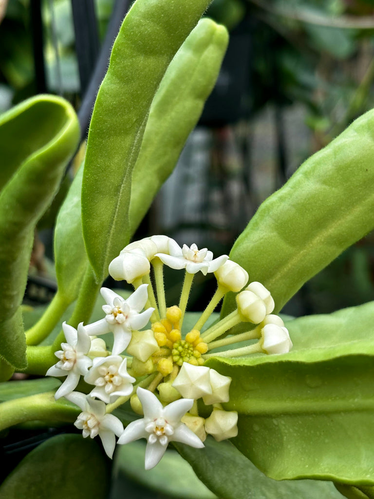 Hoya australis ssp. rupicola IML 1754 H198