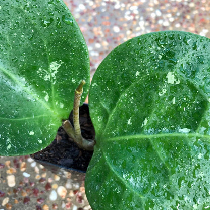 Hoya loyceandrewsiana H153