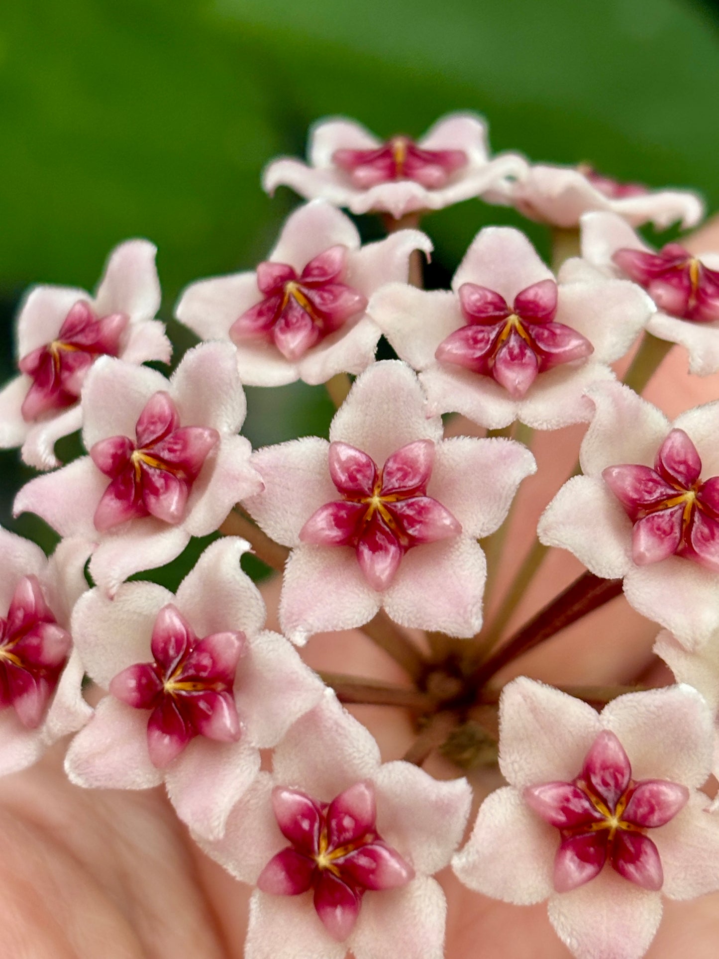 Hoya obovata H18