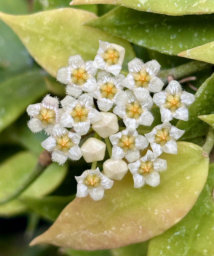 Hoya lacunosa H13