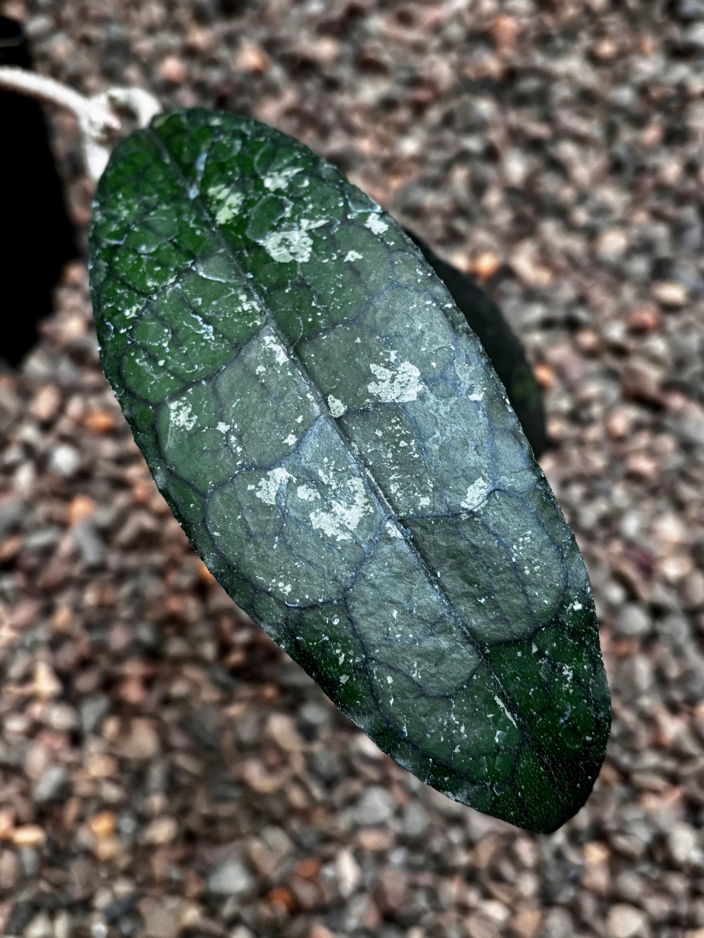 Hoya aff. clemensiorum H488