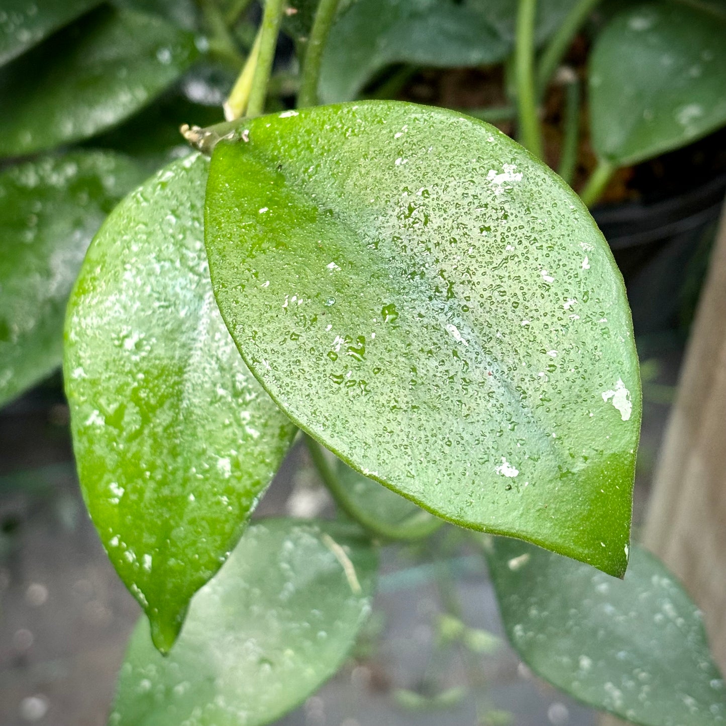 Hoya rundumensis H264