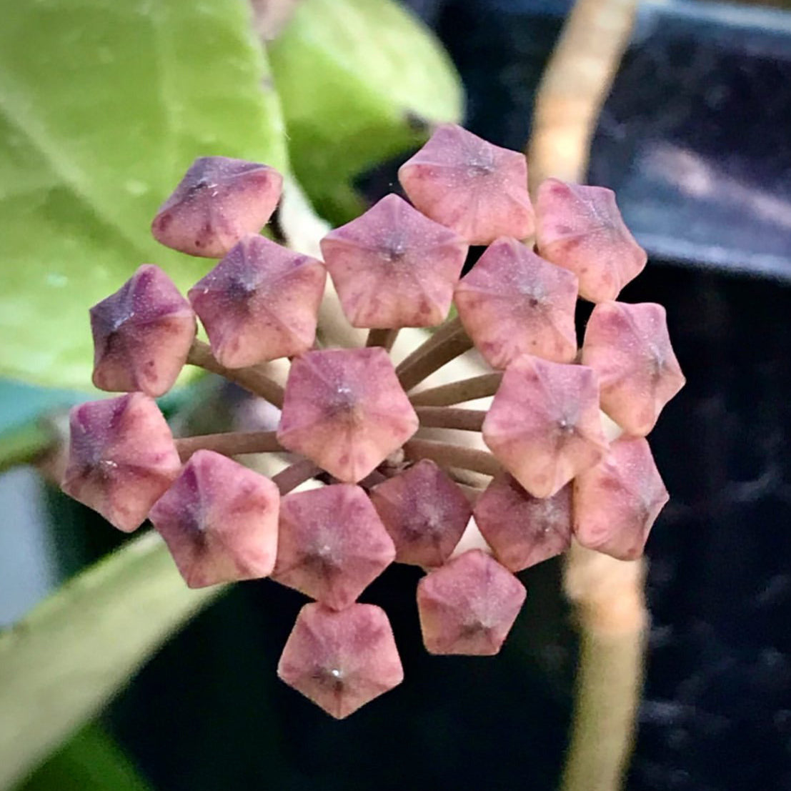 Hoya verticillata bronze H189