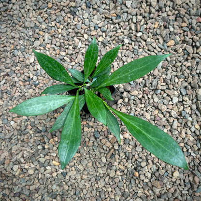 Hoya chunii (chuniana) H150