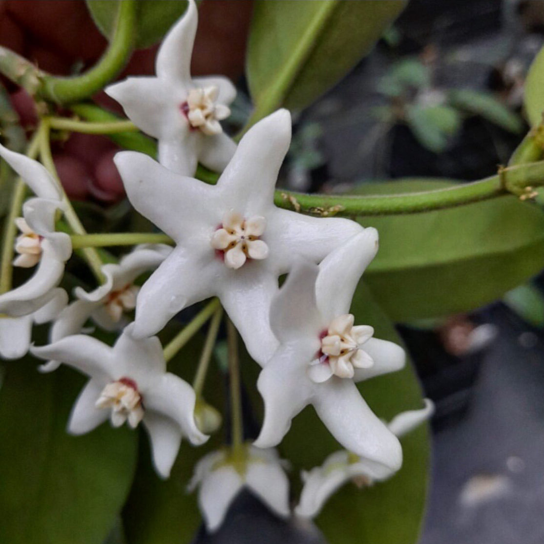 Hoya albiflora H177
