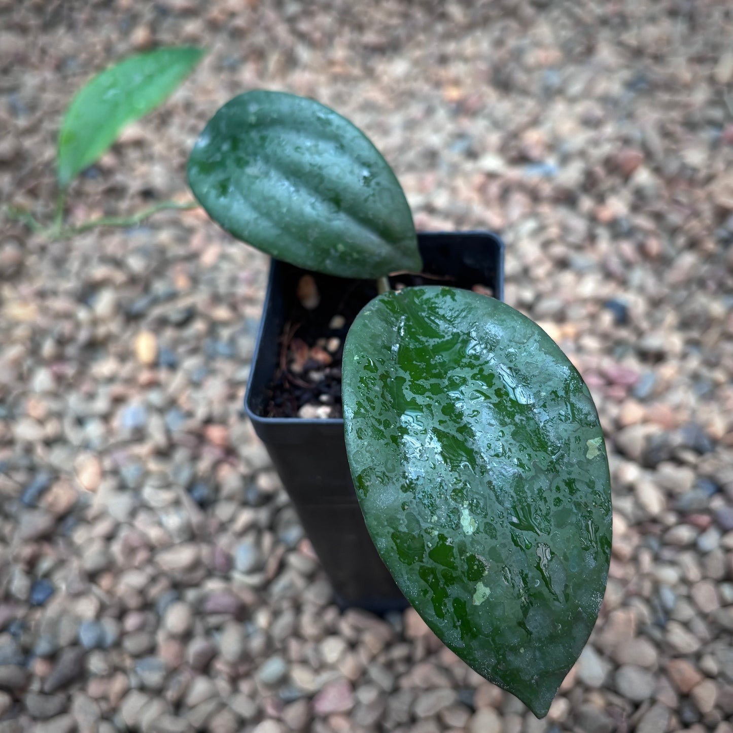 Hoya sp. DMC5627C Malaysia IML 1396 H433