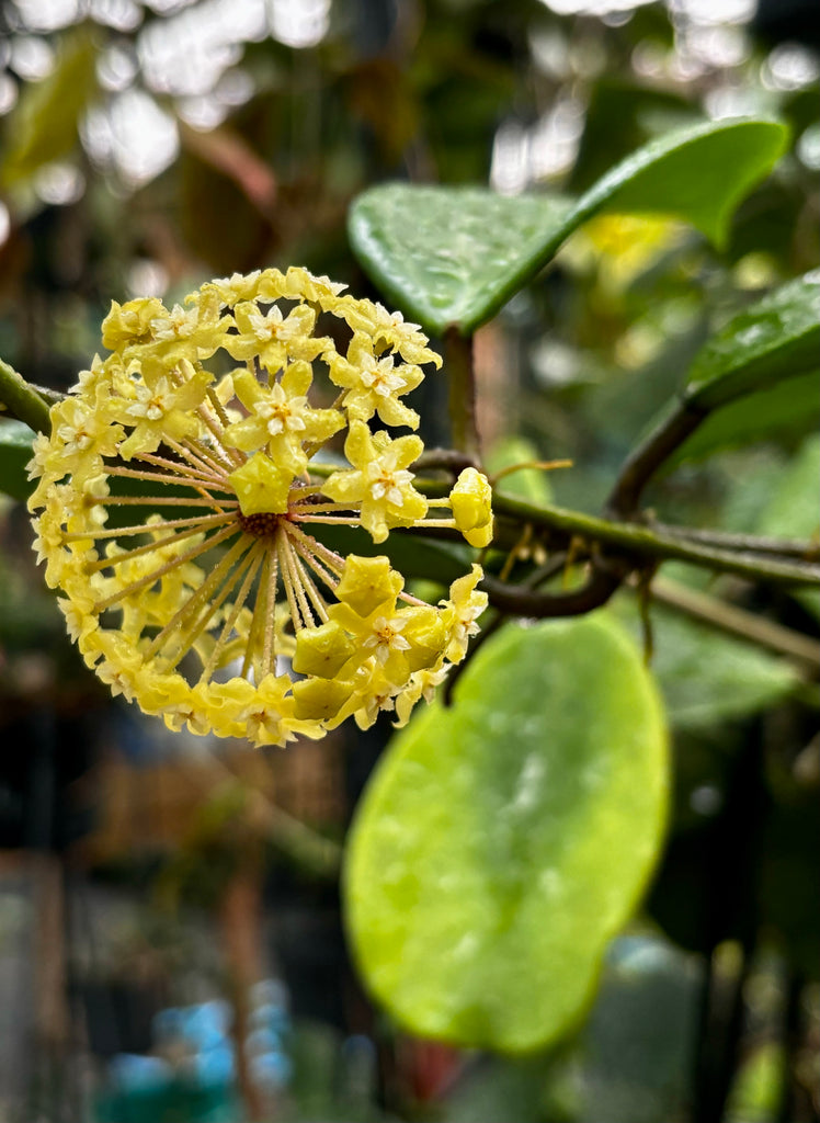 Hoya merrillii H20