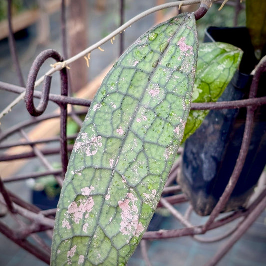 Hoya aff. clemensiorum H488