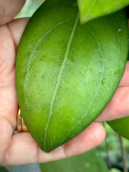 Hoya erythrostemma (white) IML 1428 H230