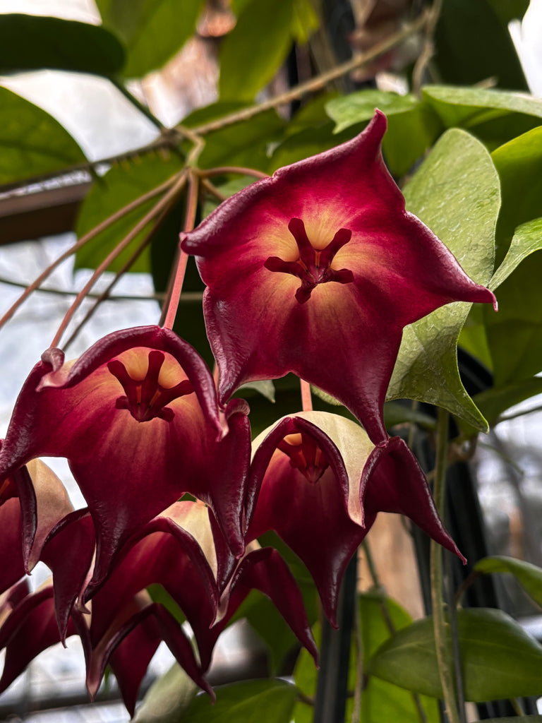 Hoya macgillivrayi H34