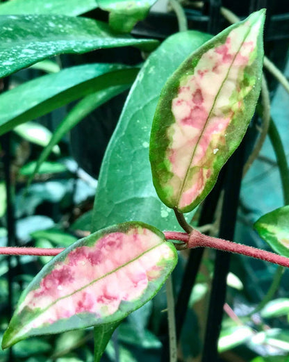 Hoya carnosa 'Krimson Princess' H9