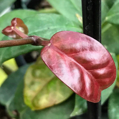 Hoya coriacea H215