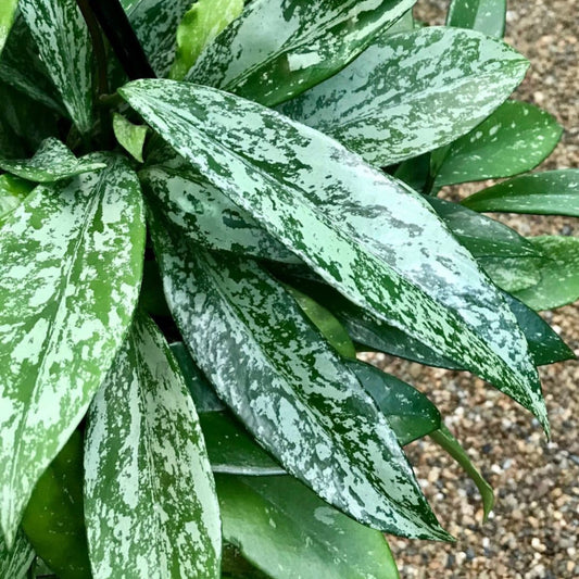 Hoya pubicalyx (splash) H267