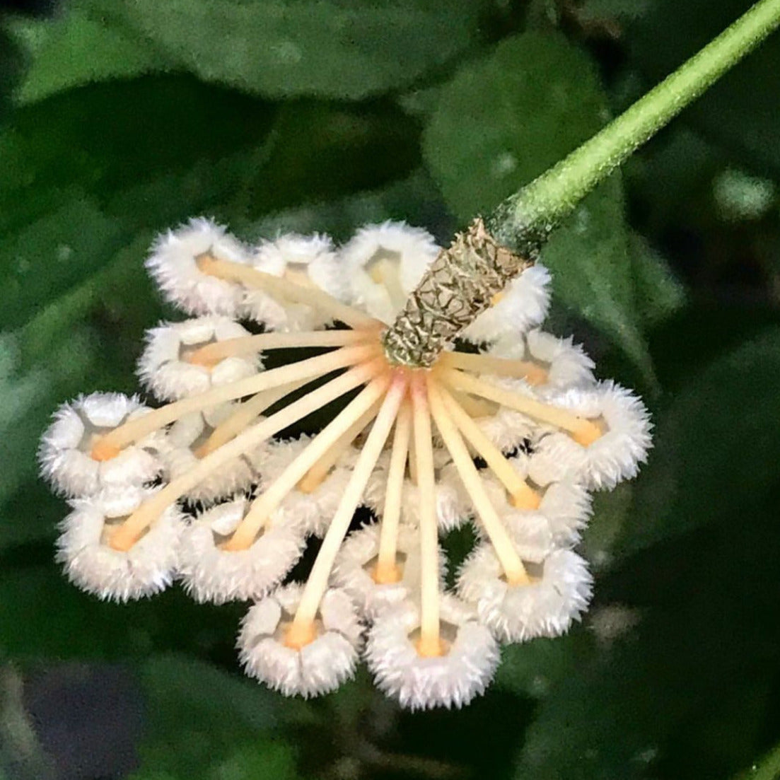 Hoya lacunosa H13