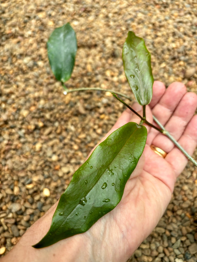 Hoya macgillivrayi 'Mt Tozer' IML 0278 H247