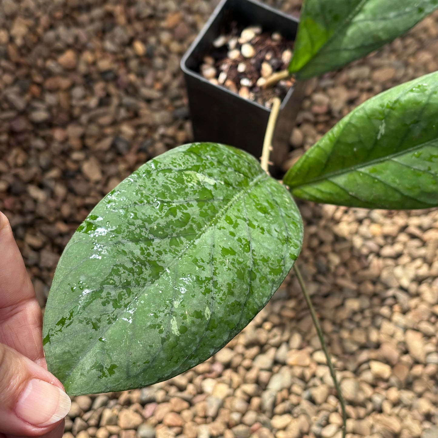Hoya sp. Long Miau Sabah IML 1852 H347